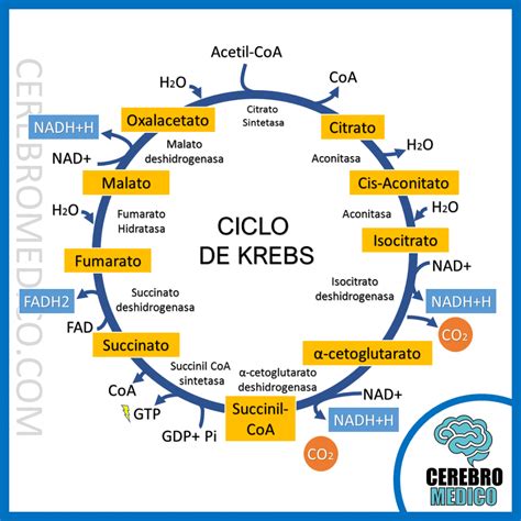 que es el ciclo de krebs